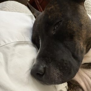 A close-up of a sleeping dog resting its head on a pillow.