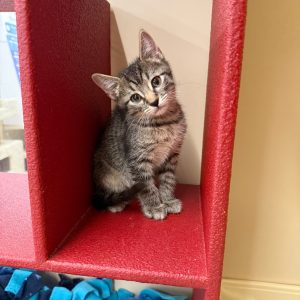 A small tabby kitten sits on a red shelf, looking curiously at the camera.
