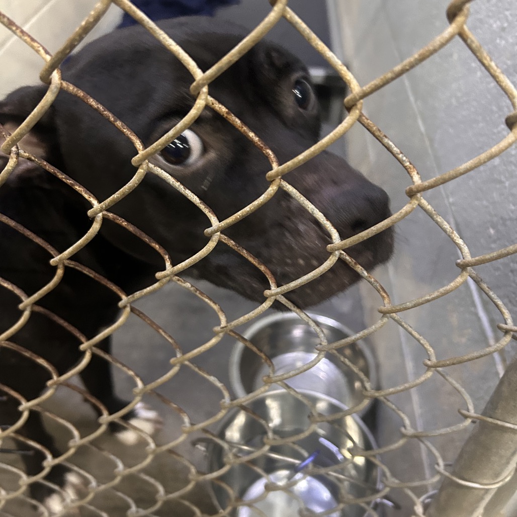 A brown dog looks through a metal fence, with a water bowl visible below.