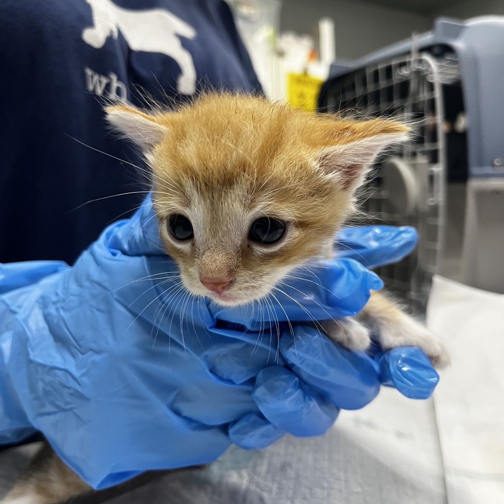 A person in blue gloves holds a small orange kitten, focusing on its face and large eyes.