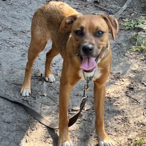A brown dog with a leash stands on a dirt path, panting and looking at the camera.