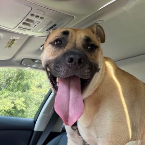 A happy dog with a long tongue sits in a car, sunlight illuminating its face.