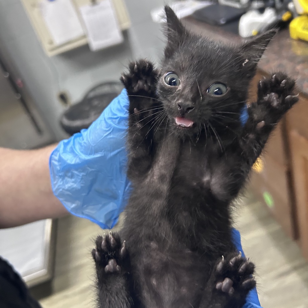 A person in blue gloves holds a playful black kitten with its paws raised and tongue out.