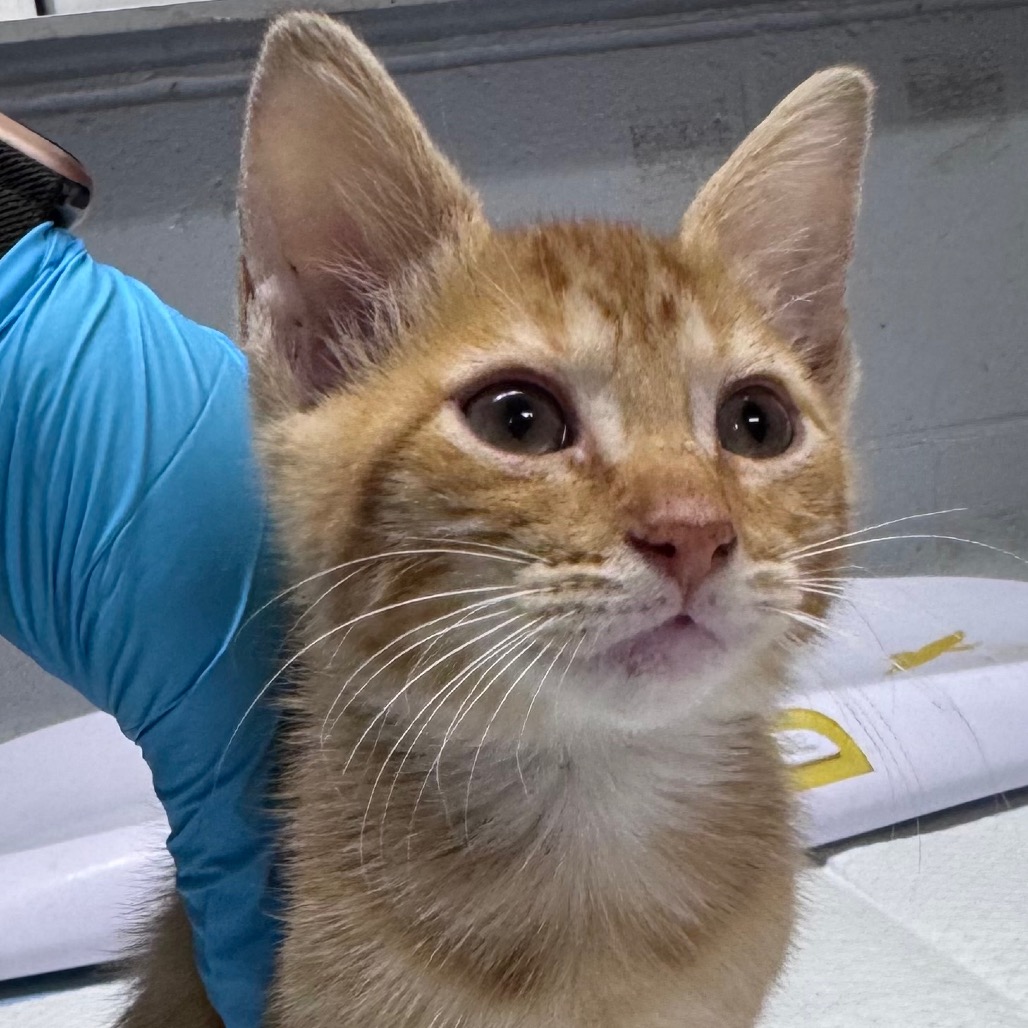 A close-up of a ginger kitten with large eyes, being gently held by a person in a blue glove.