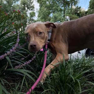 A brown dog with a pink leash explores green plants and flowers.