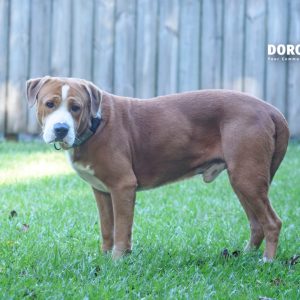 A brown and white dog stands on green grass, looking curiously at the camera. A wooden fence is in the background.