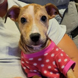A puppy in a pink polka dot shirt sits on a person's lap, looking curiously at the camera.