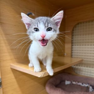 A playful gray and white kitten stands on a shelf, meowing with its mouth open. A soft bed is nearby.