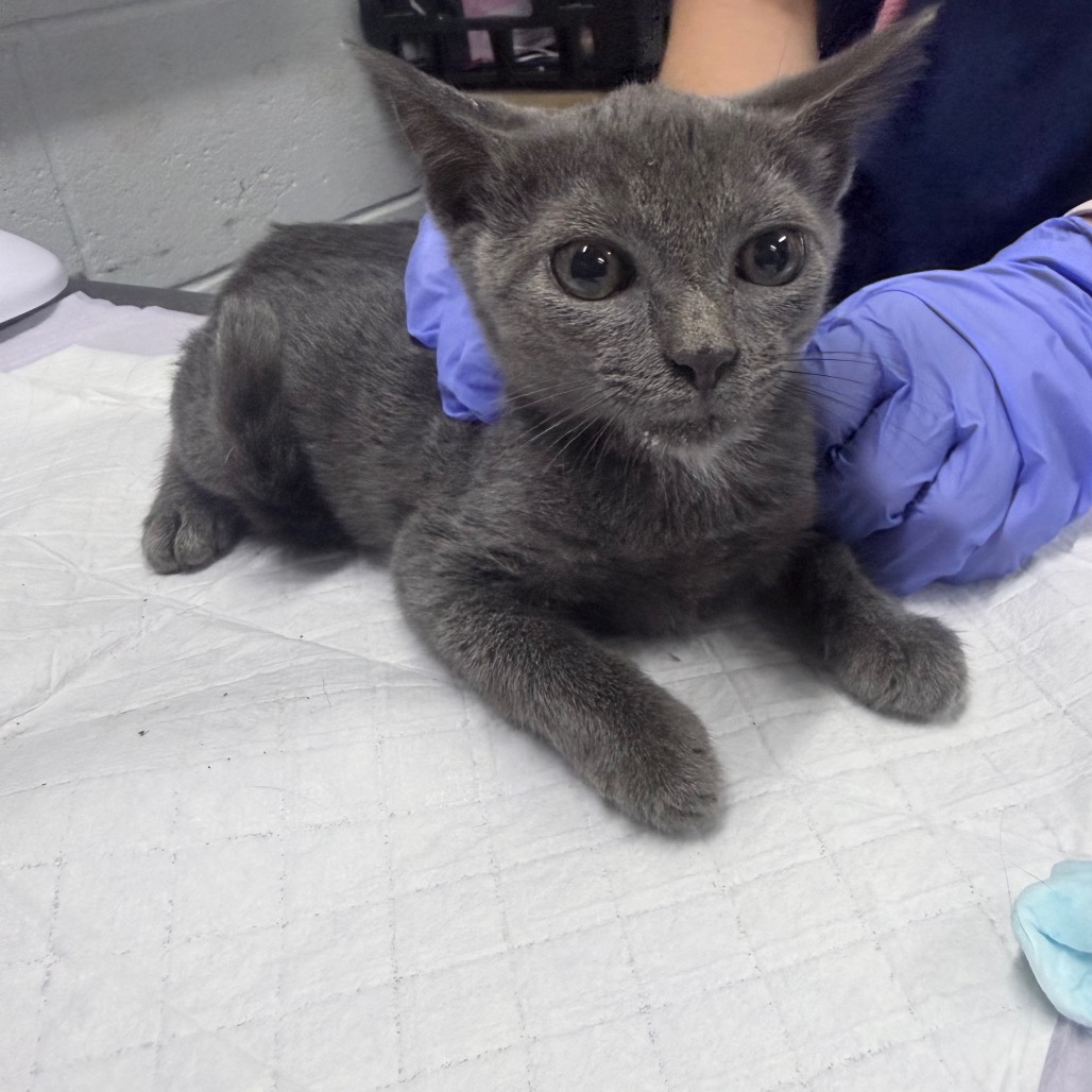 A gray kitten is being gently held by a person wearing blue gloves.