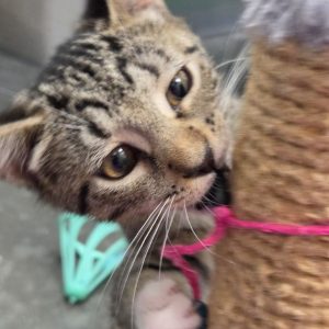 A close-up of a playful tabby kitten biting a scratching post with pink string.