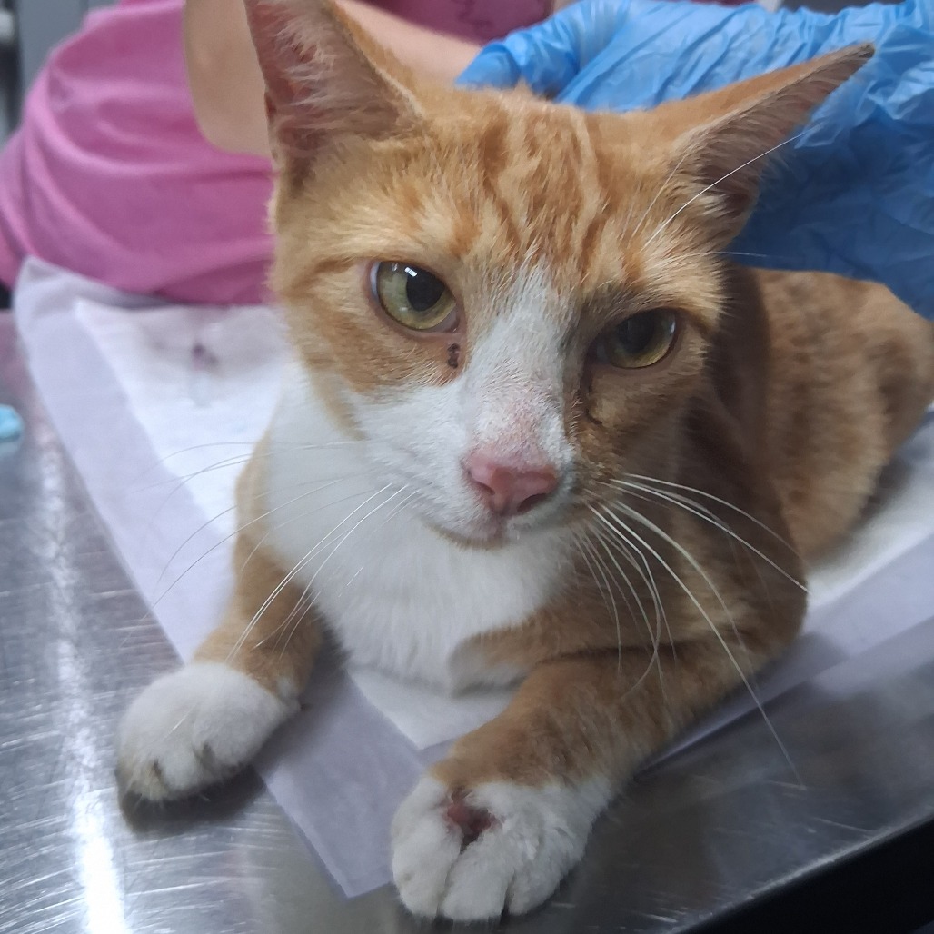 A ginger and white cat sits on a table, looking at the camera with a small injury on its paw. A gloved hand is nearby.