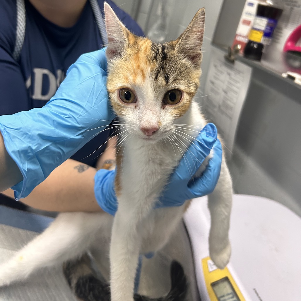 A person in blue gloves holds a calico kitten at a veterinary clinic.
