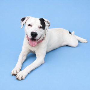 A white dog with black patches lies on a blue background, smiling with its tongue out.
