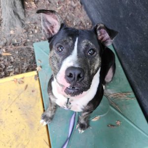 A black and brindle dog sits on a green surface, looking up with a curious expression.