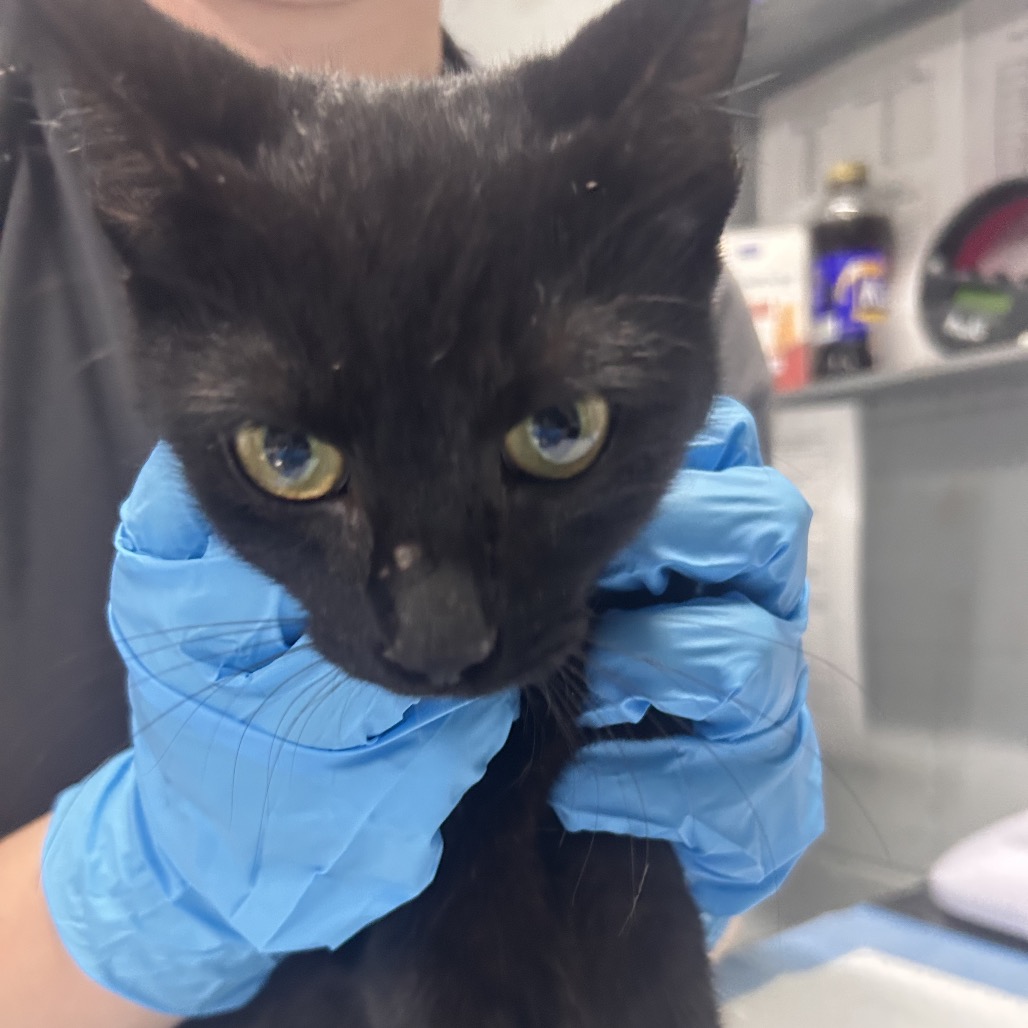 A person in blue gloves holds a black cat, focusing on its face and curious eyes.