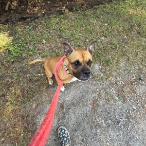 A brown dog with a red leash stands on gravel, looking up at the camera. Green grass surrounds the area.