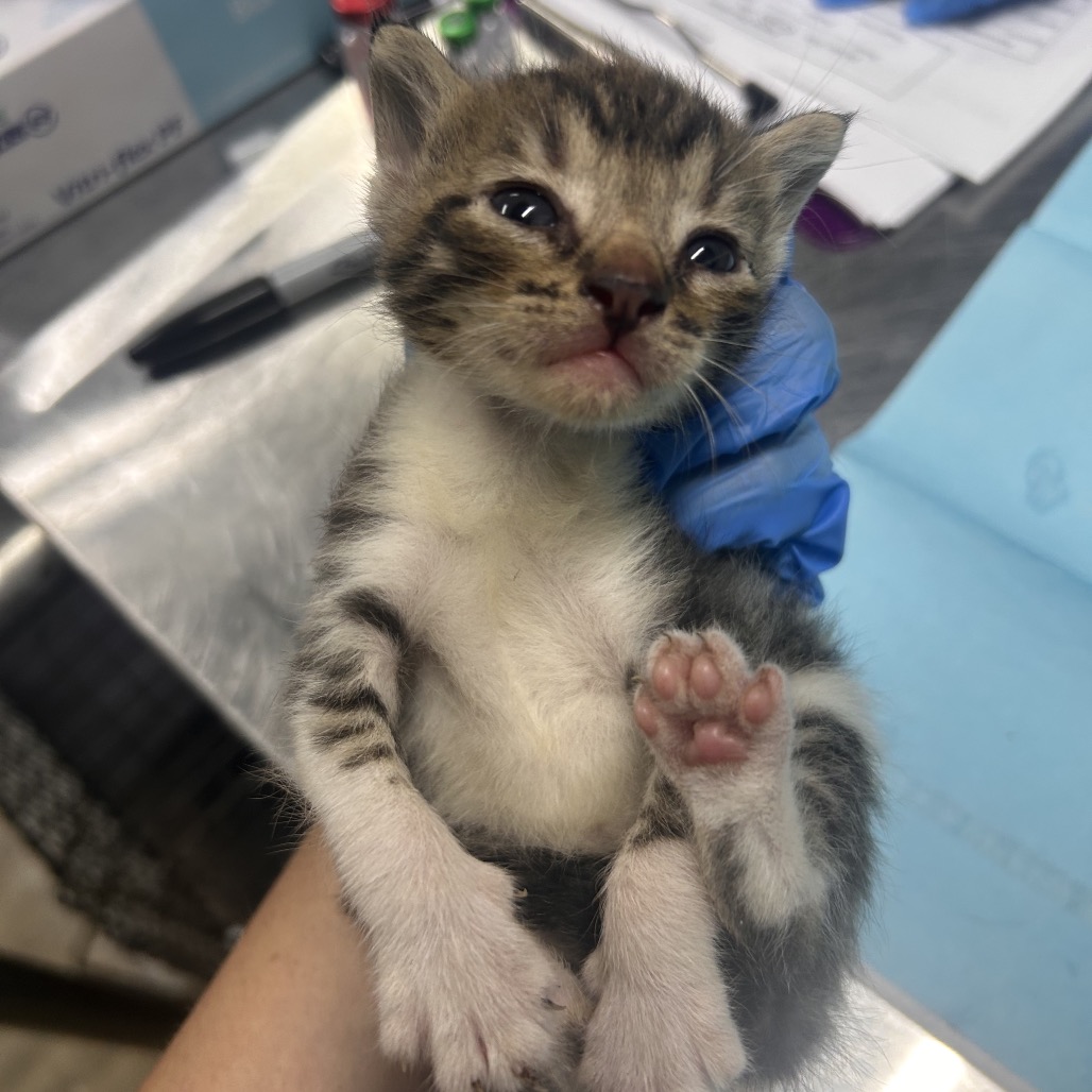A person holds a small, striped kitten with a blue-gloved hand, showcasing its face and paw.