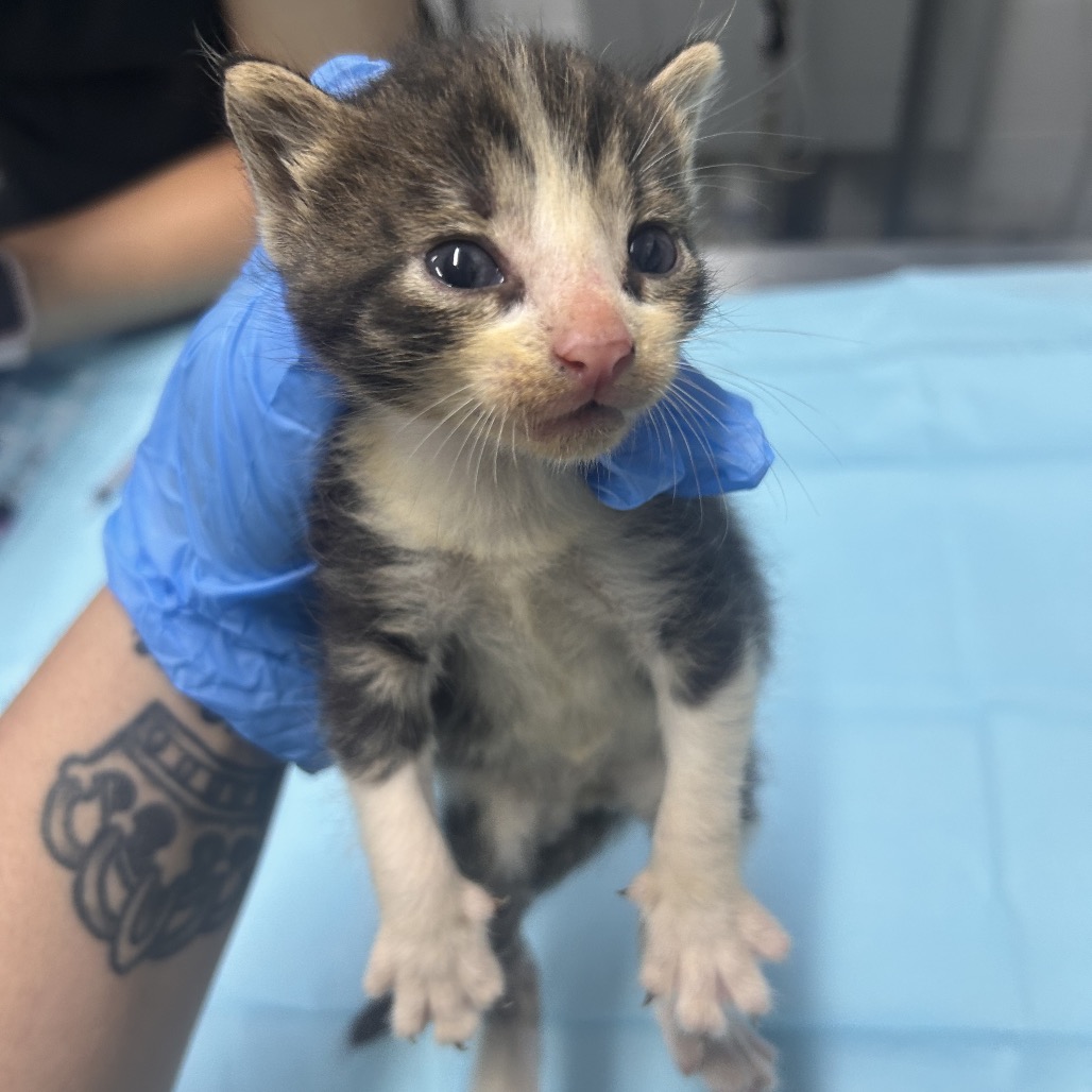 A person holds a small, striped kitten with blue gloves, against a light blue surface.