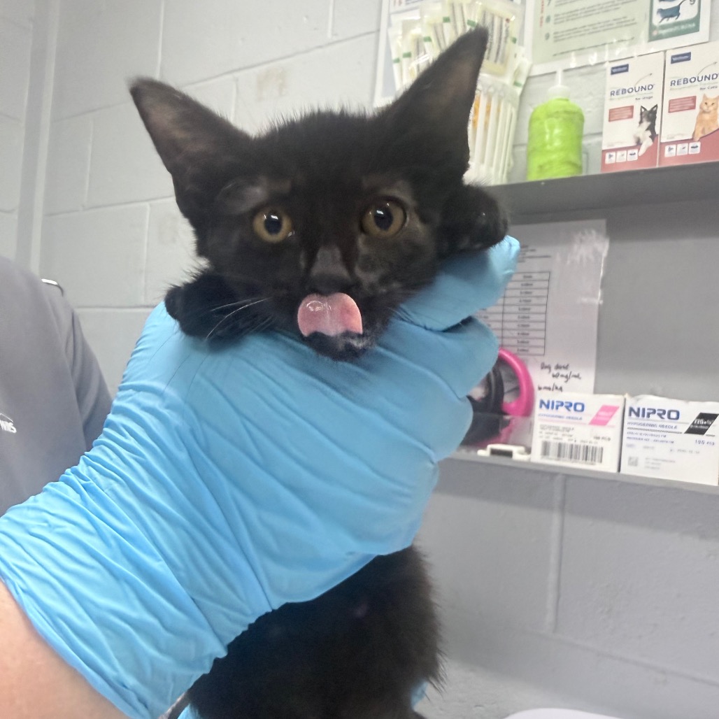 A person in blue gloves holds a black kitten with its tongue sticking out in a veterinary setting.