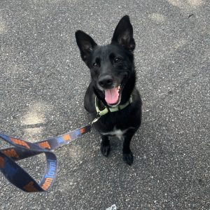 A black dog with a green harness sits happily on a paved surface, looking up with a big smile.