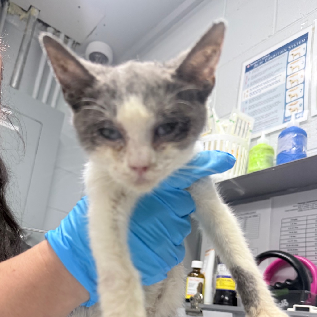 A person in blue gloves holds a small, gray and white kitten in a clinical setting.