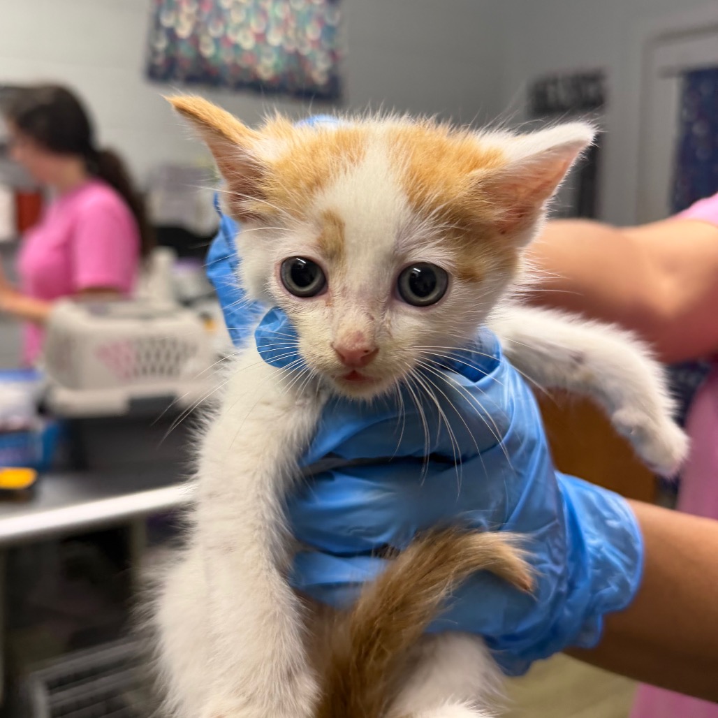 A person in blue gloves holds a small orange and white kitten in a veterinary setting.