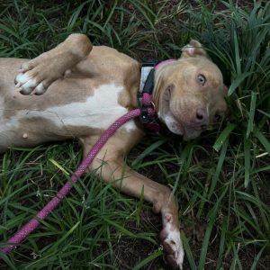 A light brown dog lies on its back in grass, looking relaxed with a pink leash attached.