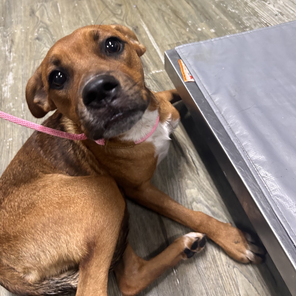 A brown dog with a pink leash sits on the floor, looking curiously at the camera.