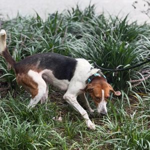 A dog with a brown and white coat sniffs the grass in a garden.