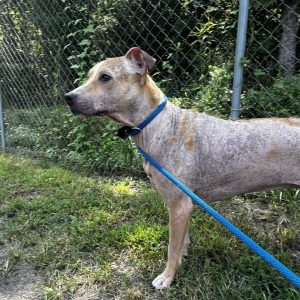 A dog with a blue collar and leash stands beside a chain-link fence, looking to the side.