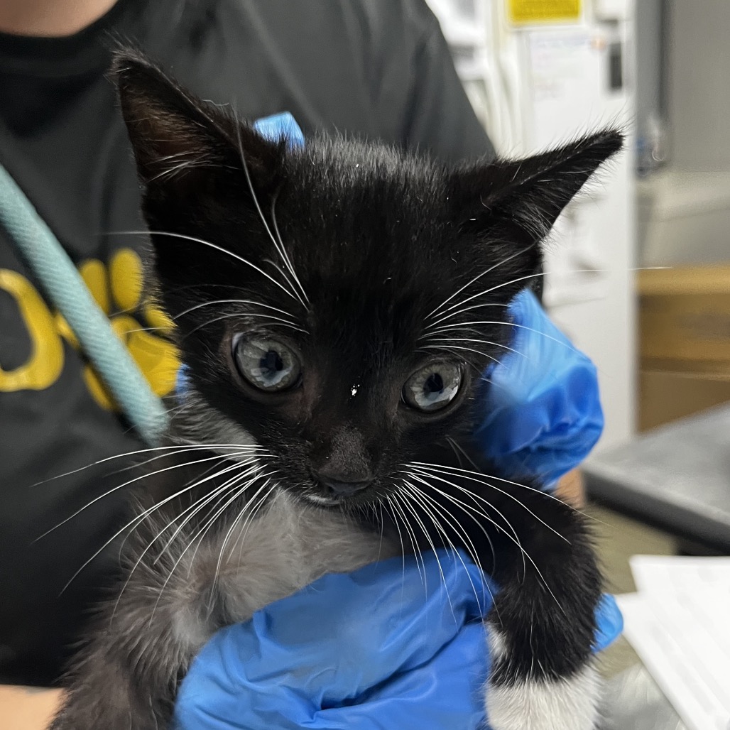 A person in gloves holds a black and white kitten, showcasing its large eyes and whiskers.