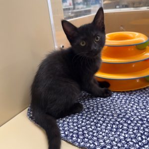 A black kitten sits on a patterned blanket beside a stack of colorful toy balls.