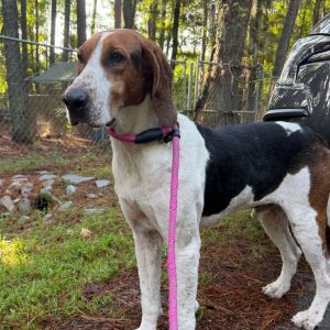 A brown and white dog stands on grass, wearing a pink leash, with trees and a fence in the background.
