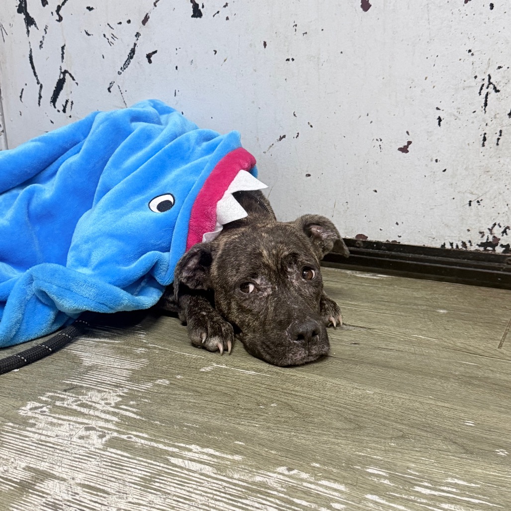 A brown dog rests on the floor, partially covered by a blue shark-themed blanket.