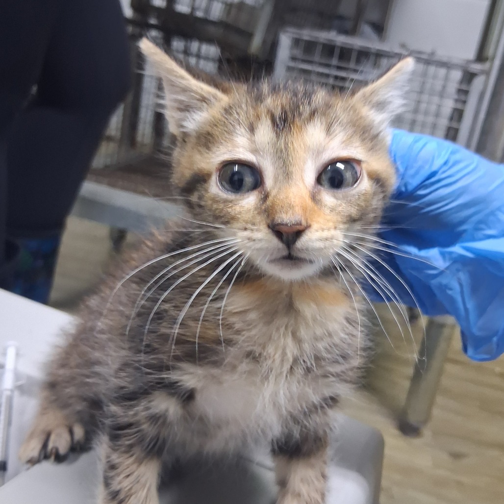 A small, tabby kitten with large eyes sits on a table, while a person in a blue glove gently holds it.