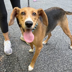 A happy dog with a wagging tongue stands next to a person in athletic wear on a paved surface.