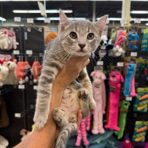 A person holds a gray tabby kitten in a pet store aisle filled with colorful toys.