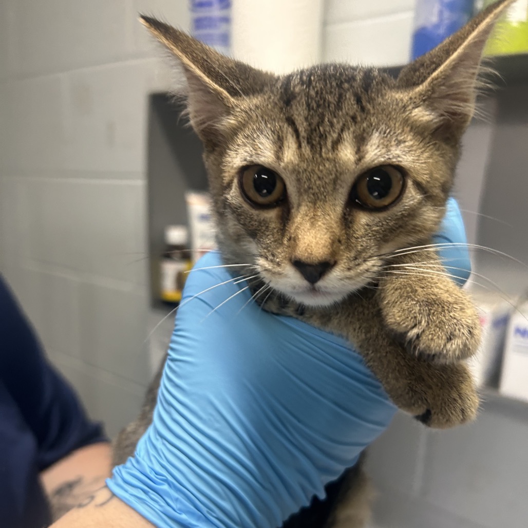 A person in blue gloves holds a small brown tabby kitten, showcasing its curious expression.