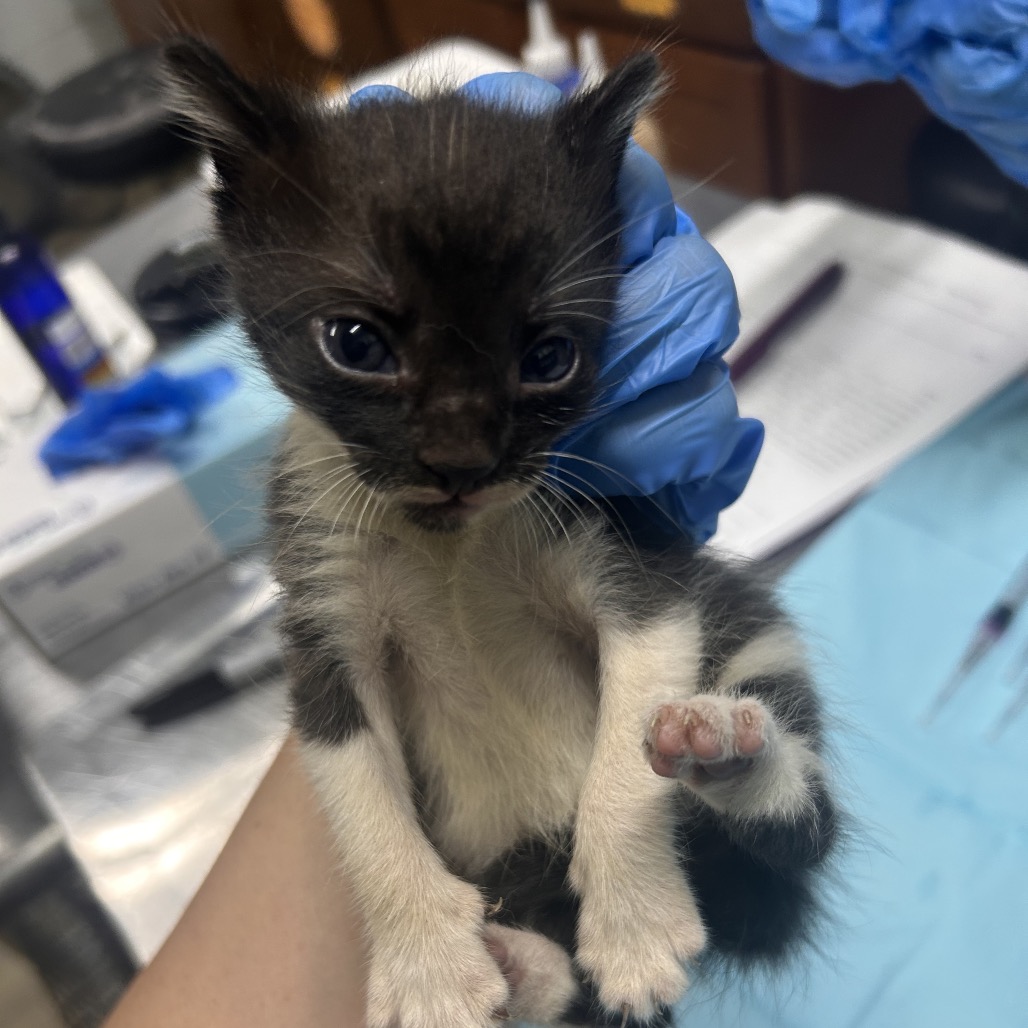 A person in blue gloves holds a small black and white kitten, showcasing its face and paws.