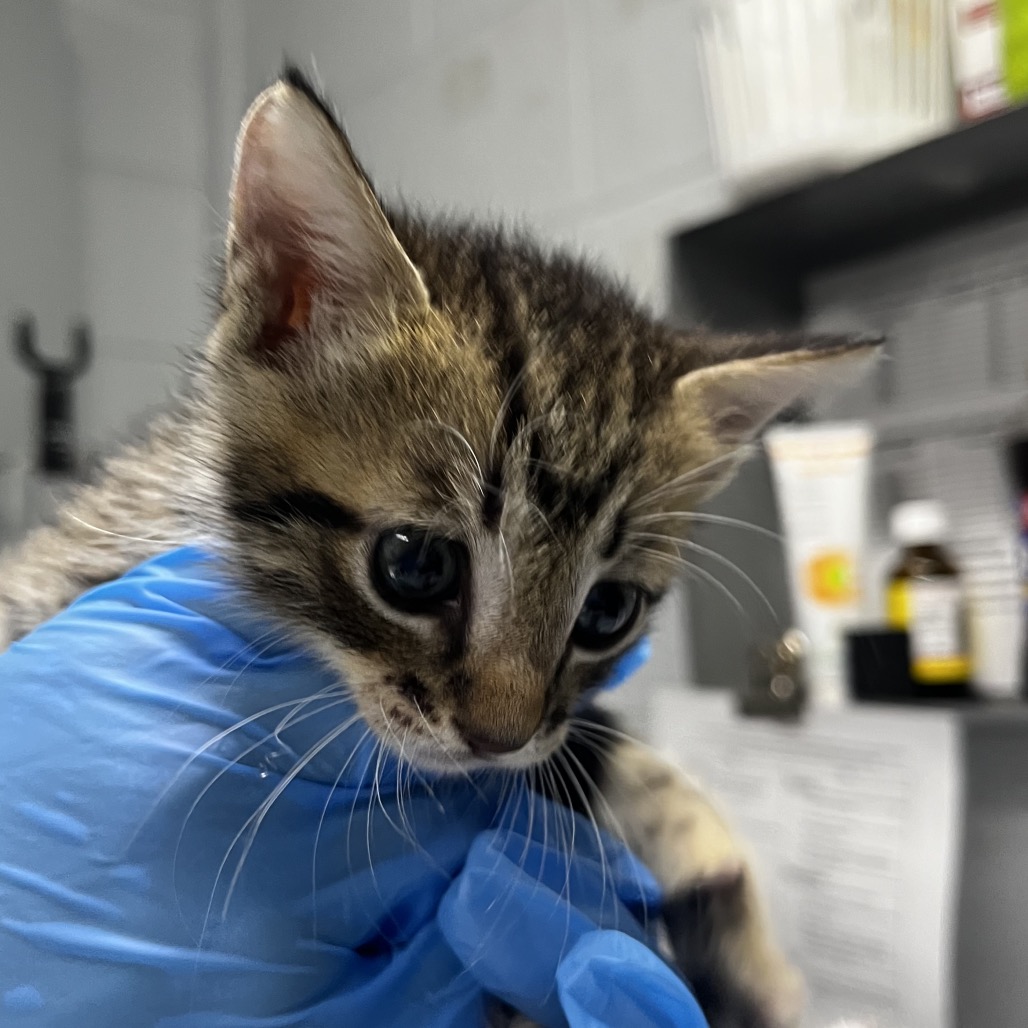 A person in blue gloves holds a small, tabby kitten close to their face.