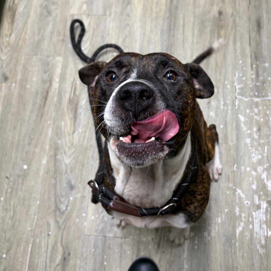A happy dog with a brindle coat licks its lips while sitting on a wooden floor.