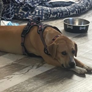 A dog in a harness lies on the floor near a food bowl and a dog bed.