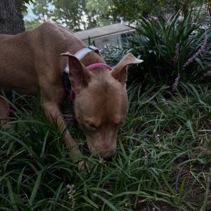 A brown dog with a pink collar sniffs the grass among flowers.