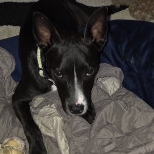 A black and white dog rests on a blanket, looking at the camera with a toy nearby.