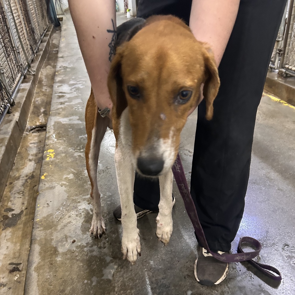 A person holds a brown and white dog on a leash in a kennel area. The floor is wet.
