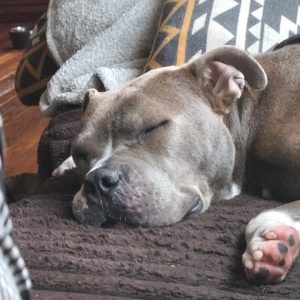 A sleeping dog rests on a cozy blanket, surrounded by patterned cushions.