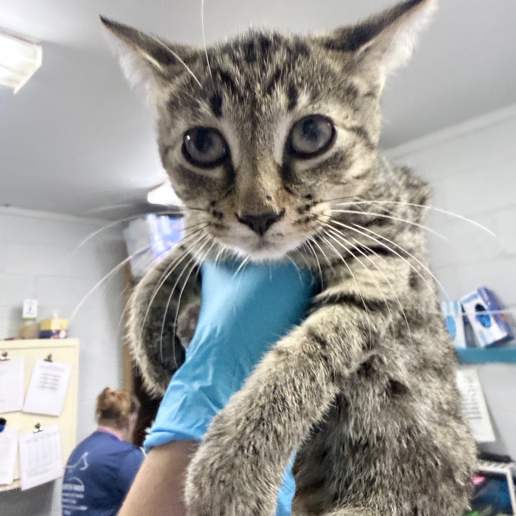 A person in blue gloves holds a gray tabby kitten in a veterinary setting.
