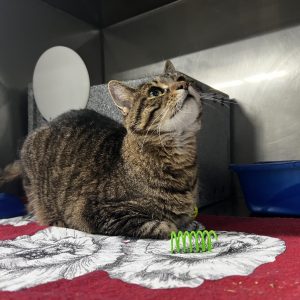 A tabby cat lies on a red blanket, looking up at something, with a green spring toy nearby.
