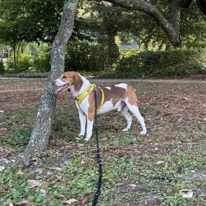 A dog with a yellow harness stands beside a tree in a park, looking alert.