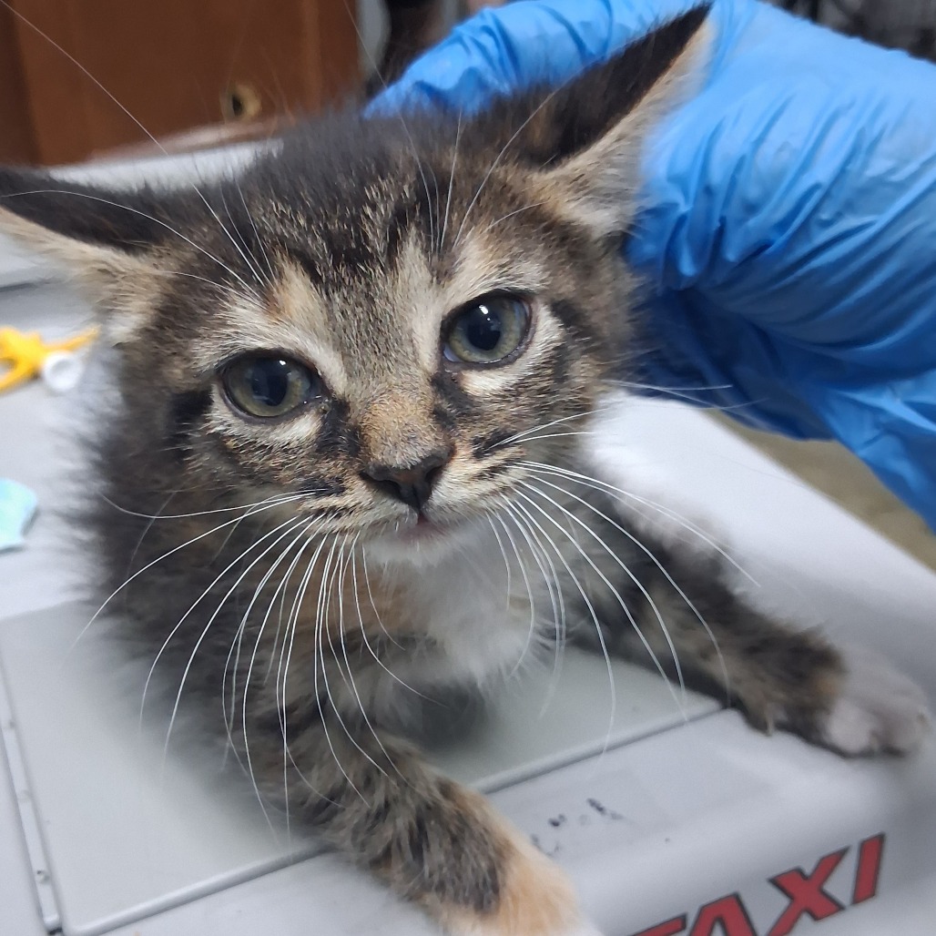 A close-up of a kitten with big eyes, resting on a surface, while a gloved hand is nearby.
